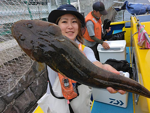 マゴチの釣果