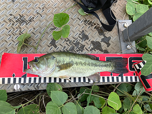 ブラックバスの釣果