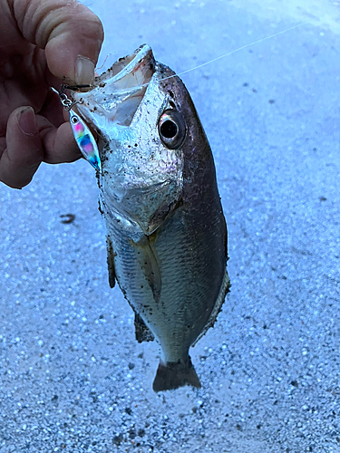 イシモチの釣果