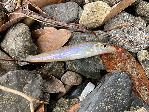 キスの釣果