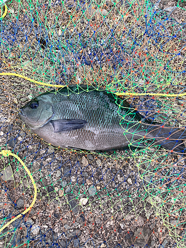 メジナの釣果