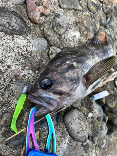 クロソイの釣果