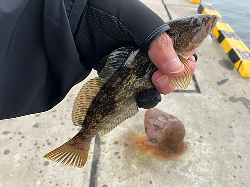 アイナメの釣果