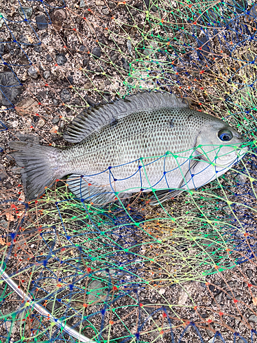 メジナの釣果