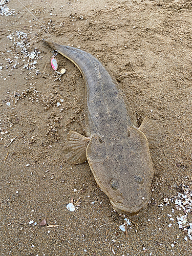 マゴチの釣果