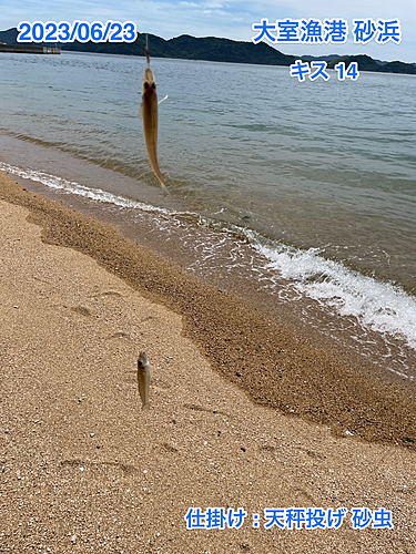 キスの釣果