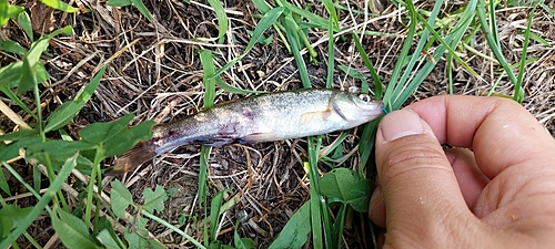 アブラハヤの釣果