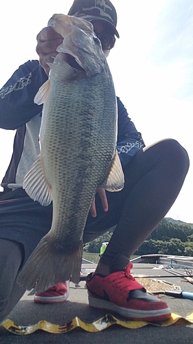 ブラックバスの釣果