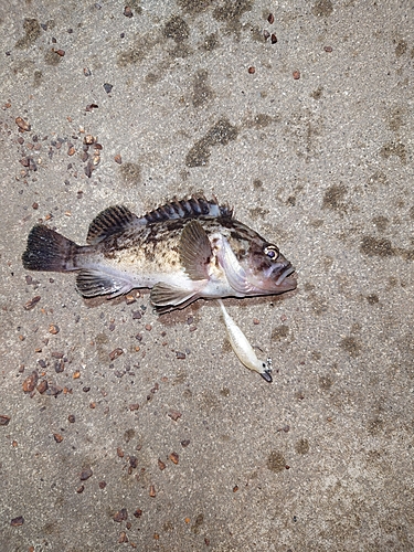 クロソイの釣果