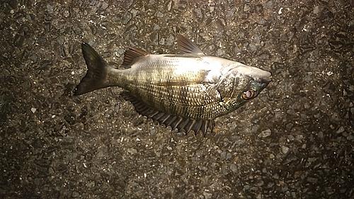 チヌの釣果