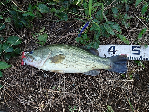 ブラックバスの釣果