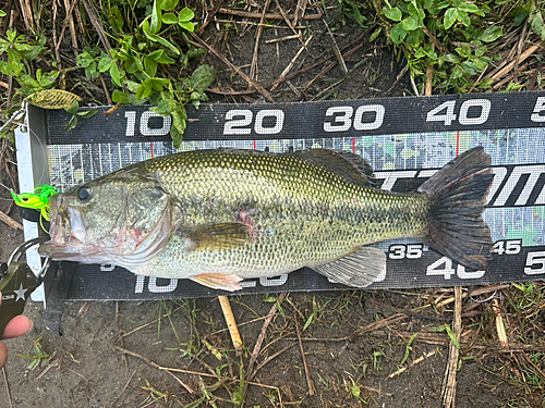 ブラックバスの釣果