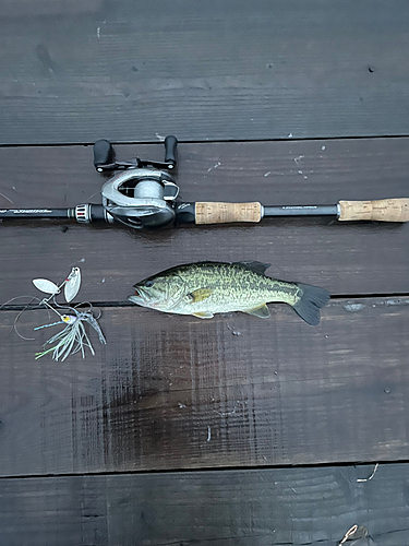 ラージマウスバスの釣果