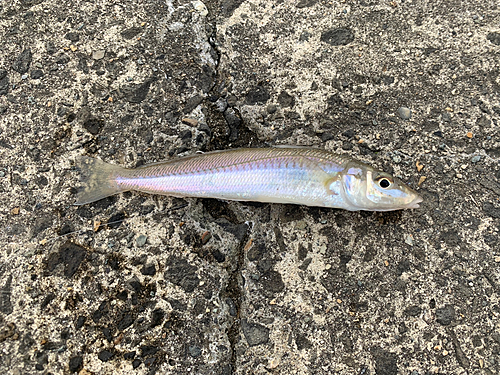 キスの釣果