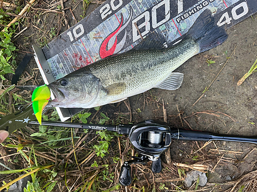 ブラックバスの釣果