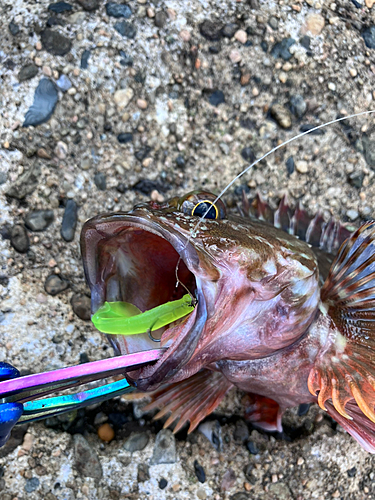 カサゴの釣果