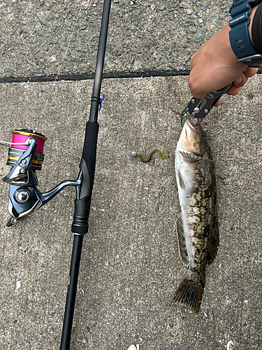 アイナメの釣果