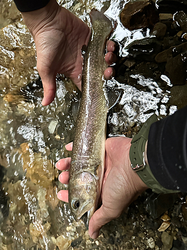 ニッコウイワナの釣果