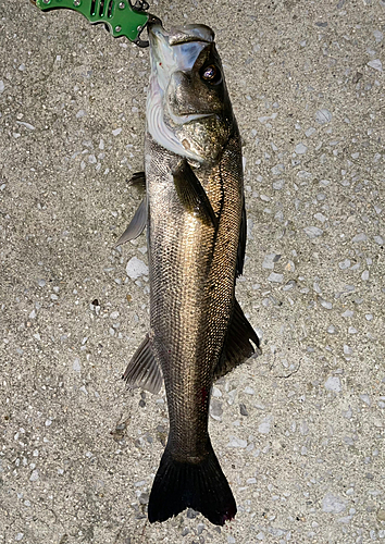 シーバスの釣果