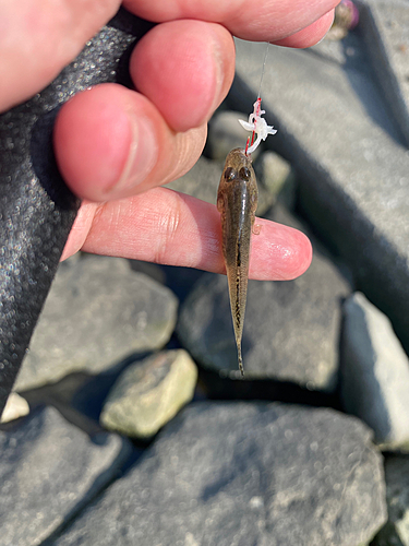 マハゼの釣果