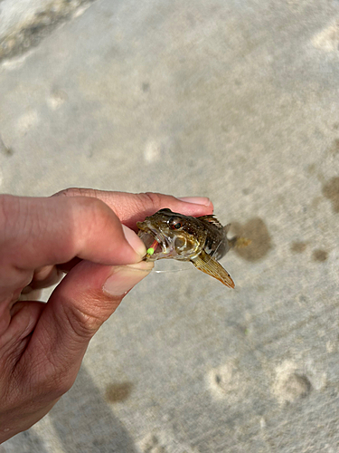 ハゼの釣果