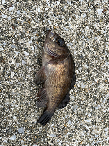 カマスの釣果