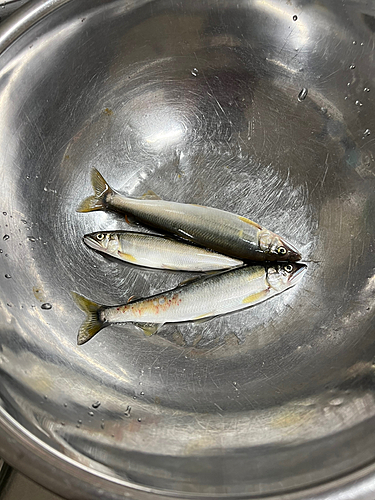 アユの釣果