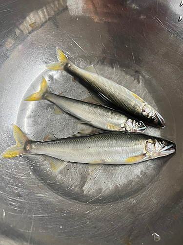 アユの釣果