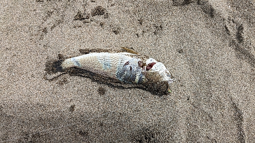 イシモチの釣果