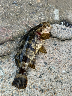 タケノコメバルの釣果