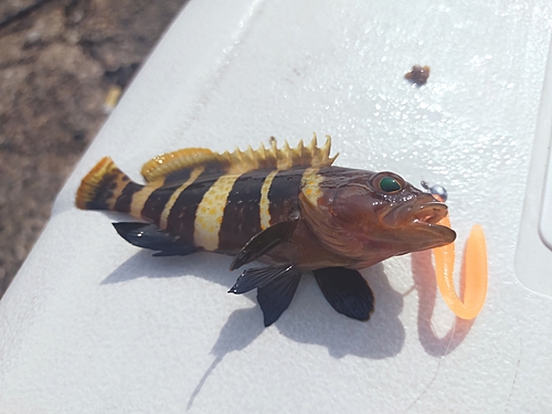 アオハタの釣果