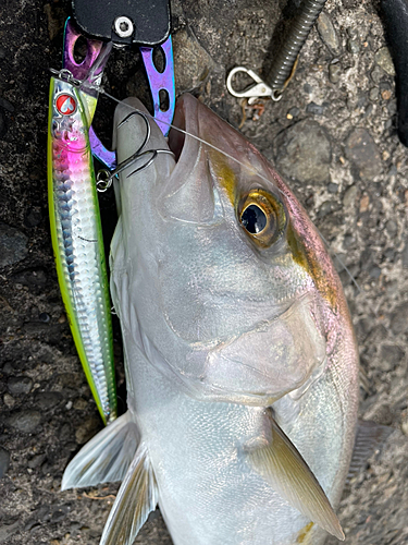 カンパチの釣果