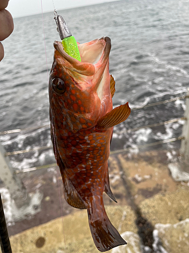 キジハタの釣果