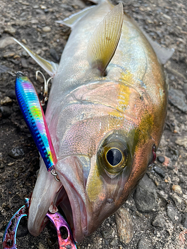 カンパチの釣果