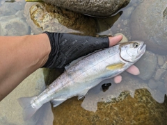 ヤマメの釣果