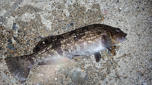 アイナメの釣果