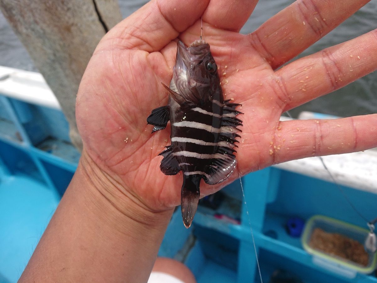 変態様さんの釣果 2枚目の画像