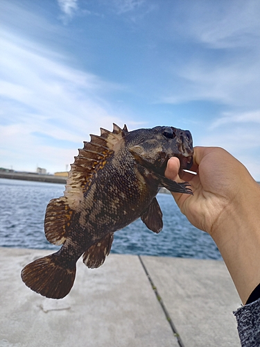 ハチガラの釣果