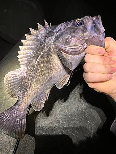 クロソイの釣果