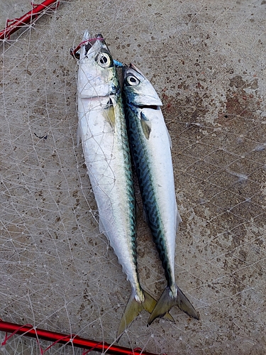 サバの釣果