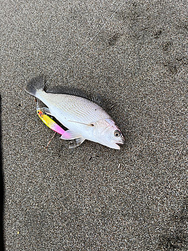 イシモチの釣果