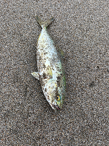 ワカシの釣果