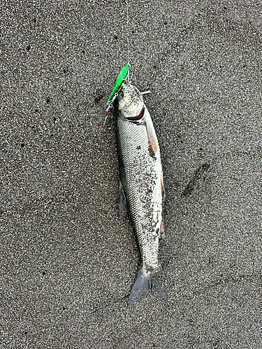 ウグイの釣果