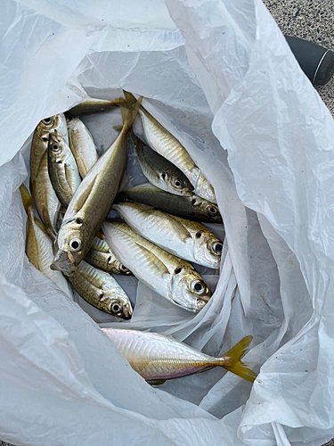 アジの釣果