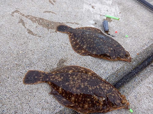 マコガレイの釣果