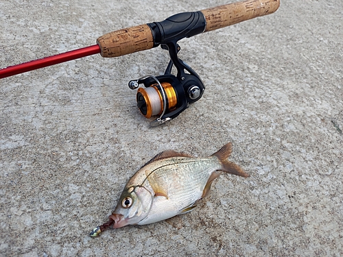 ウミタナゴの釣果