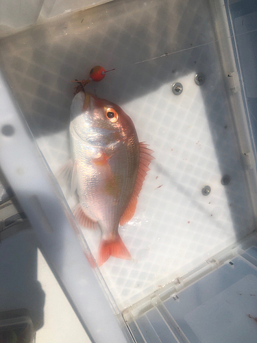 レンコダイの釣果