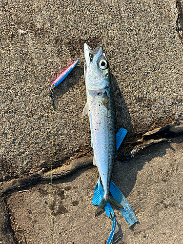 サバの釣果