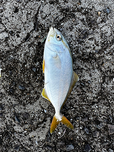 シオの釣果