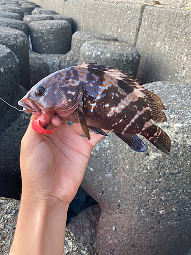 アコウの釣果